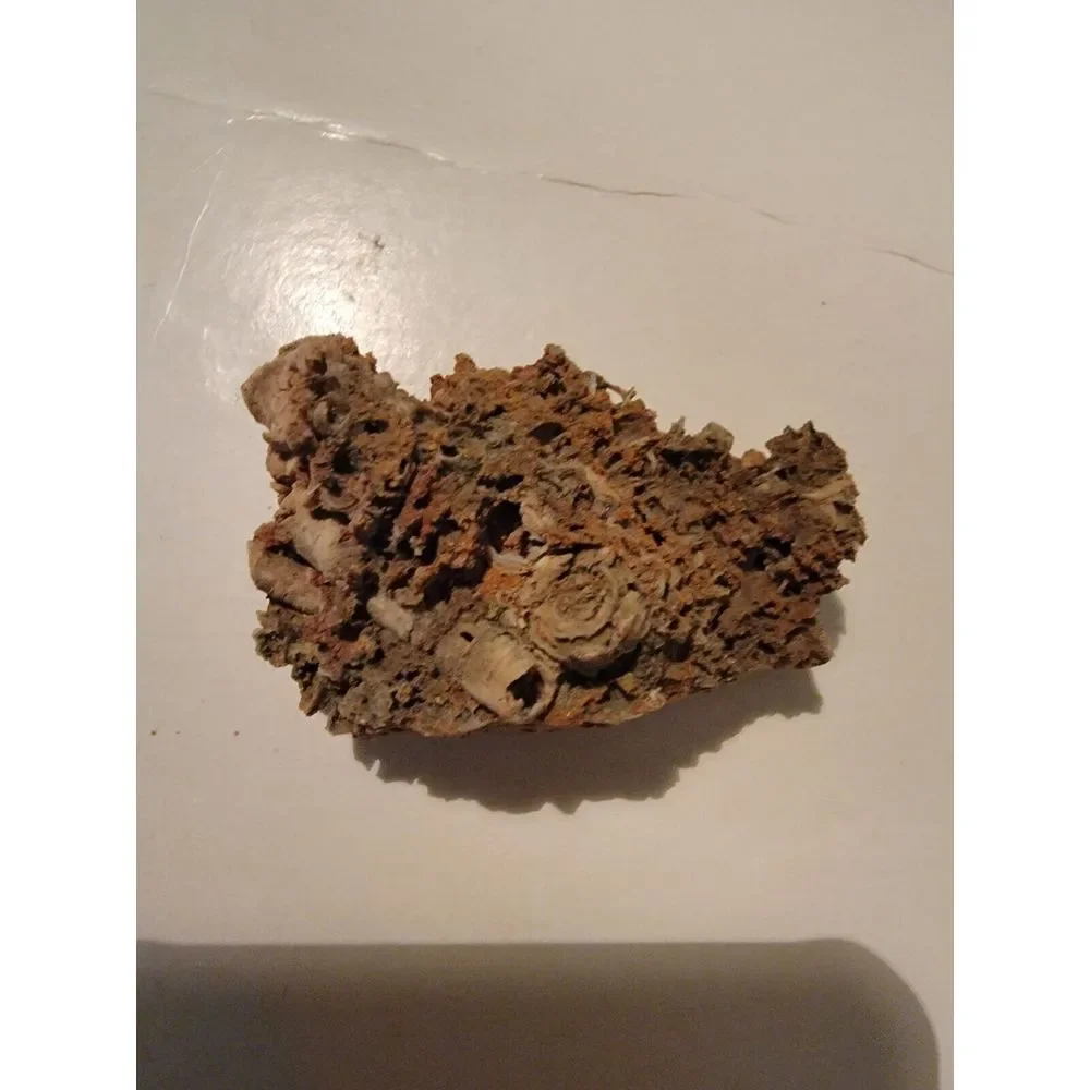 Fossilized‎ Coral Sponge Piece Fossil Ocean Marine Life